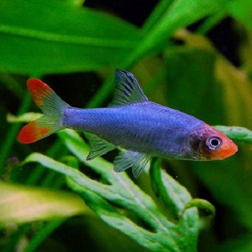Sawbwa resplendens Naked micro rasbora - Nacktlaube M