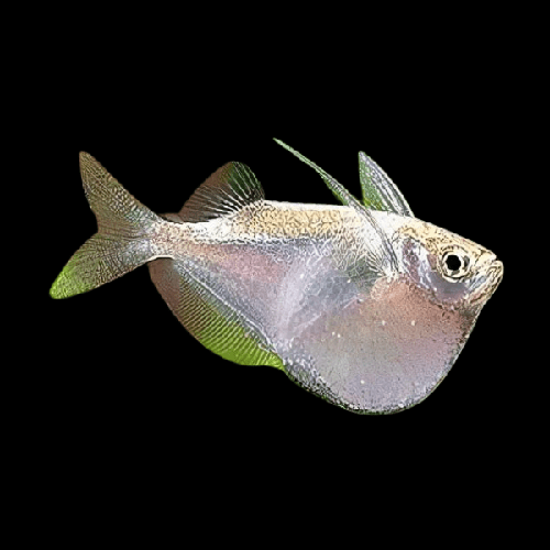 Thoracocharax securis - Silberbeilbauch 2,2 cm