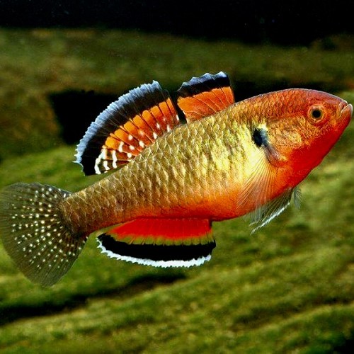 Hypseleotris compressa - Australische Kärpflingsgrundel M