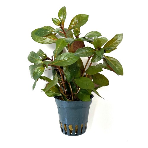 Ludwigia glandulos im topf