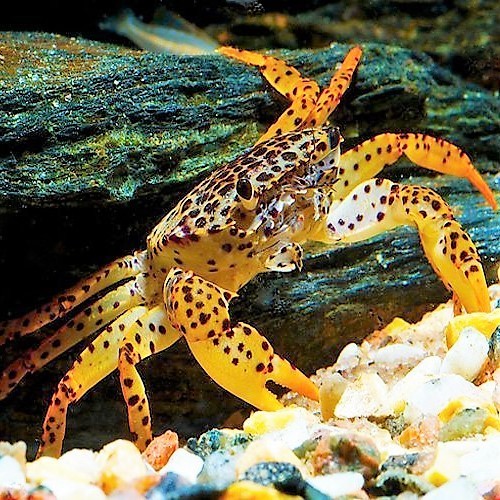 Parathelphusa pantherina - Pantherkrabbe