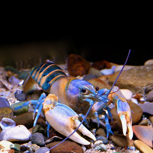 Cherax peknyi - Zebrakrebs 7-8 cm
