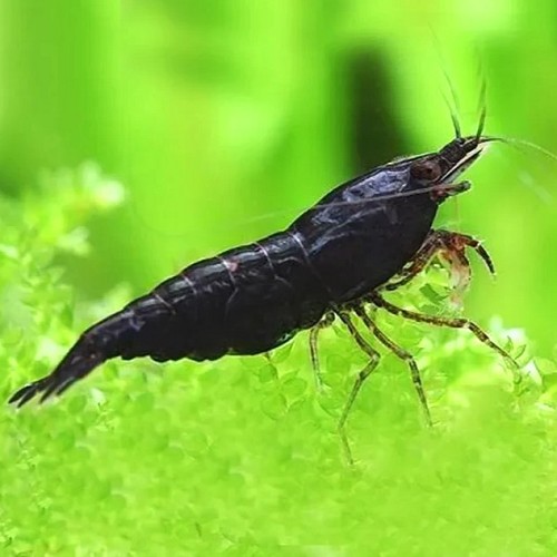 Neocaridina cherry - Schwarze Zwerggarnele