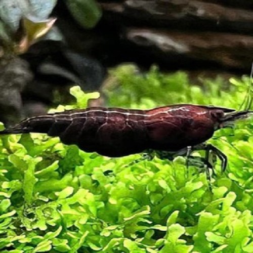 Neocaridina Black rose shrimp.- garnele mix