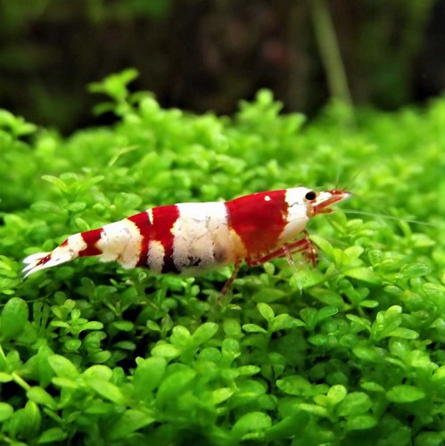 Caridina cf. crystal red - Crystal red garnelen (1.5-2 cm)