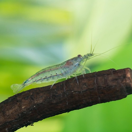 Caridina multidentata - Amanogarnele 2-3 cm