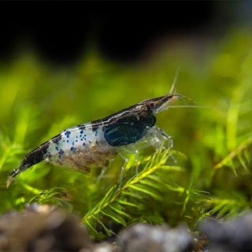 Neocaridina sp. Black rili shrimp - Schwarz Rili Garnele