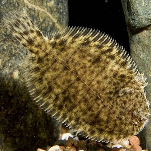 Brachirus panoides, Euryglossa panoides