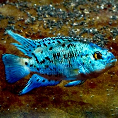 Cichlasoma 'electric blue' jack dempsey 4 cm