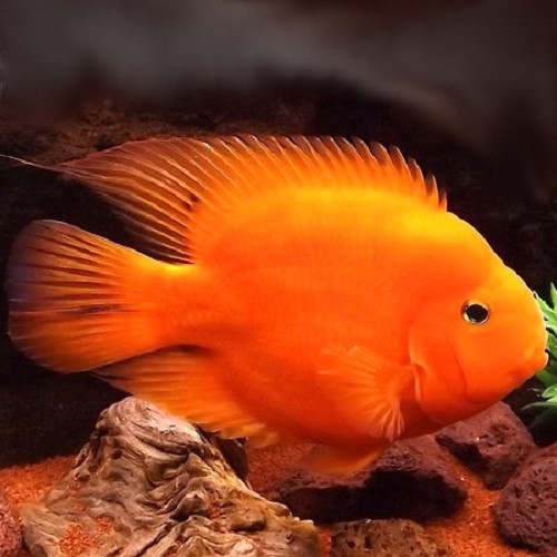 Cichlasoma specie red parrot - Papageienfisch rot 6-8 cm