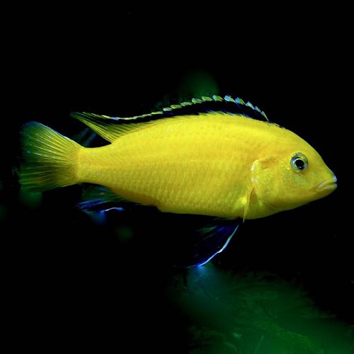 Labidochromis caeruleus - Gelber Labidochromis 4-5 cm