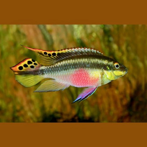 Pelv.pulcher   Kersenbuikcichlide 7-8 cm