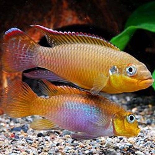 Pelvicachromis taeniatus DEHANE