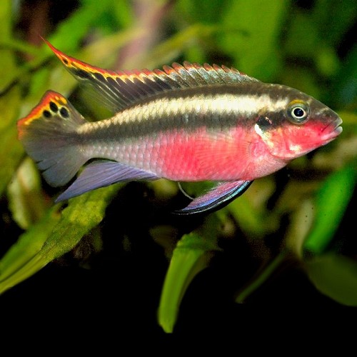 Pelvicachromis pulcher red - Purpurprachtbarsch rot 3 cm.