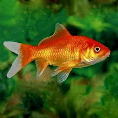 Carassius auratus - Goldfisch 10-12 cm