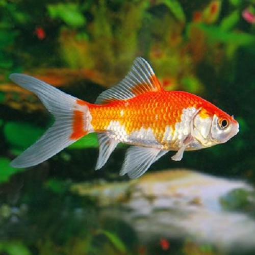 Carassius auratus - Goldfisch sarassa 4-6 cm