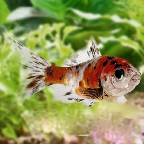 Carassius auratus - Goldfisch shubunkin 4-6 cm
