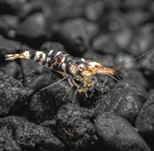 Caridina cantonensis black marble tiger
