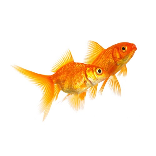 Carassius auratus - Schleier gold 5-6 cm