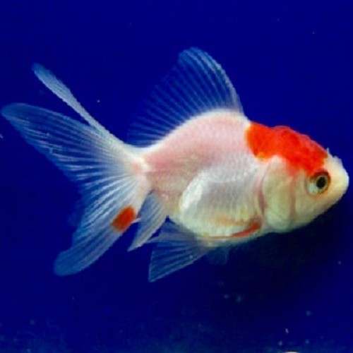 Carassius auratus - Schleier red cap 6-7 cm