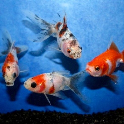 Carassius auratus mix - Schleier mix 10-12 cm