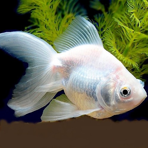 Carassius auratus - Schleier albino 5-6 cm