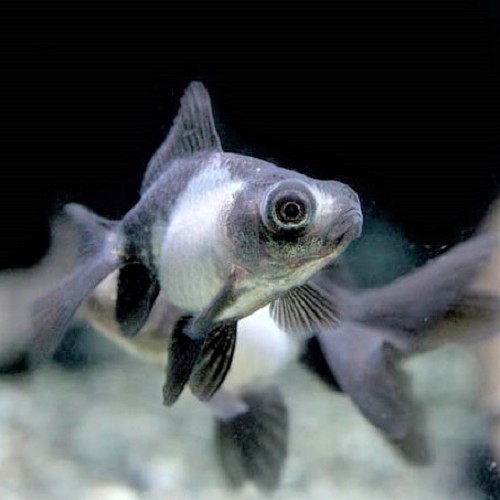 Carassius auratus - Schleier panda 5-6 cm