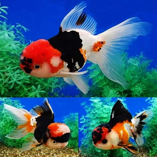Carassius auratus oranda - Löwenkopf tricolor 6 cm