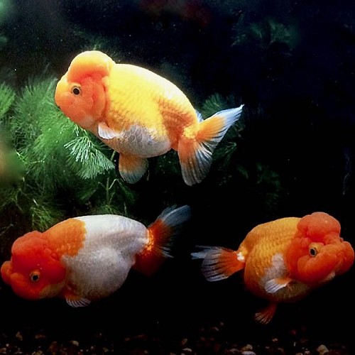 Carassius auratus ranchu mix - Löwenkopf ohne Rückenflosse mix 8 cm
