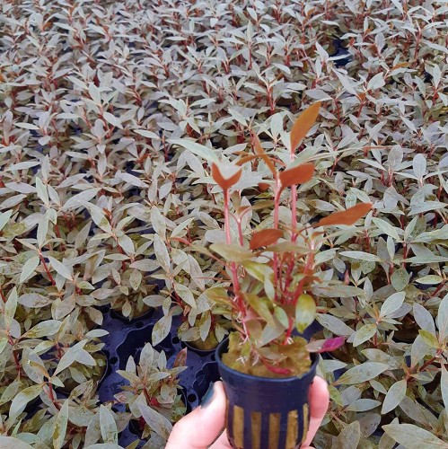 Alternanthera reineckii mini - Mini Papageienblatt im topf