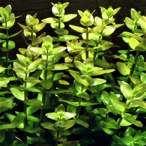 Bacopa caroliniana - Fettblatt, Großes im topf