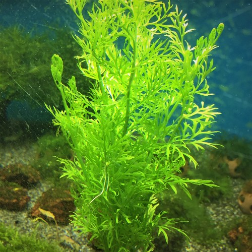 Certatopteris siliquosa - Sumatrafarn im topf