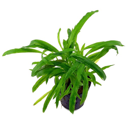 Cryptocoryne costata - Weißlicher Wasserkelch im topf