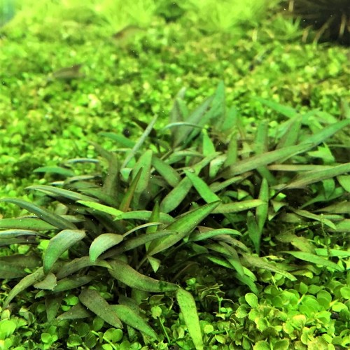 Cryptocoryne lucens - Löffelförmiger Wasserkelch im topf
