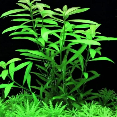 Hygrophila polysperma - Indischer Wasserfreund im topf