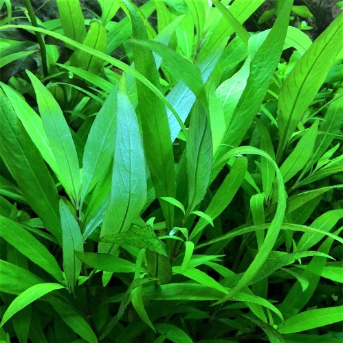 Hygrophila  siamensis - Breitblättriger Riesenwasserfreund im topf