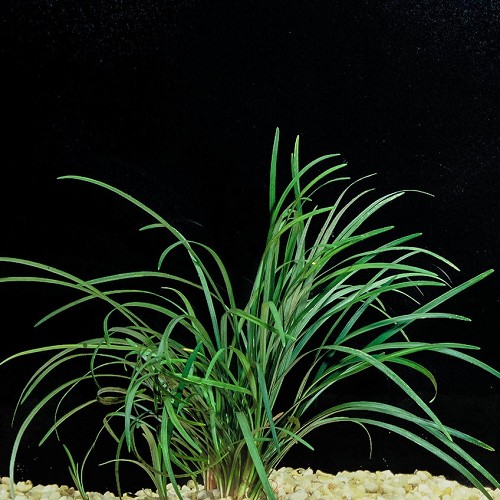 Ophiopogon japonica - Japanischer Schlangenbart im topf