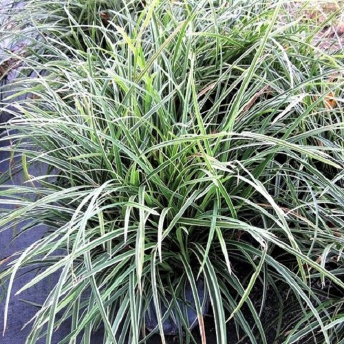 Ophiopogon japonica variegatus - Gestreifter Schlangenbart im topf