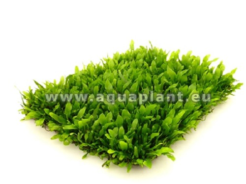 Microsorium minor epaqmat - Schmalblättriger Javafarn Grüne Wand 16,5x13 cm