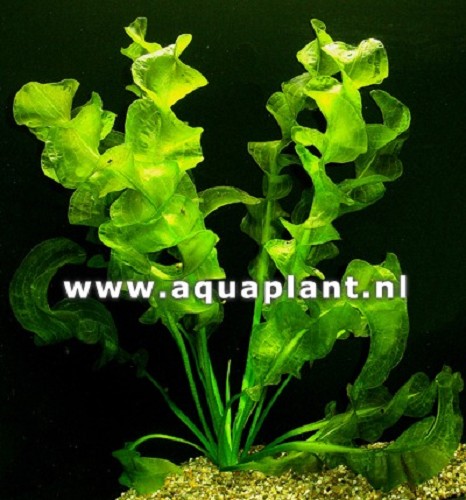 Aponogeton ulvaceus - Meersalatähnliche Wasserähre knollen