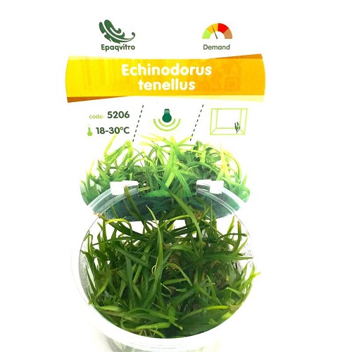 Grasartige Schwertpflanze in einen cup