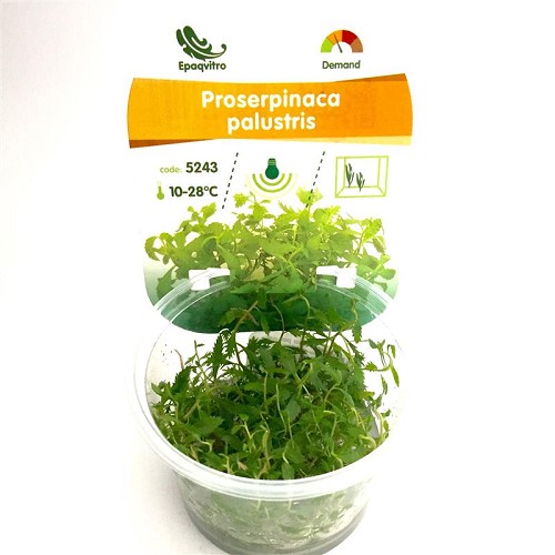 Rotblättriges Kammblatt in einen cup