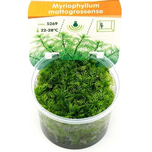 Myriophyllum mattogrossense Epaqvitro 100 ml.