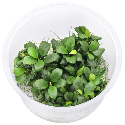 Anubias nana bonsai epaqvitro 100 ml
