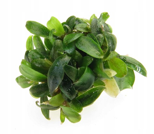 Bucephalandra sp. brownie Epaqvitro 100 ml.