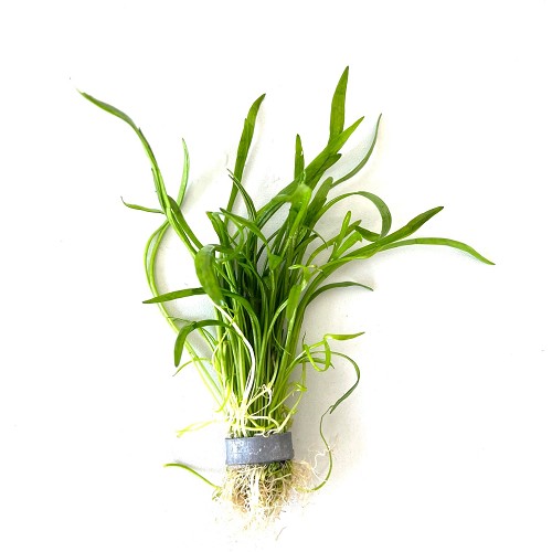 Lilaeopsis (novea zealandiae) - Neuseeland Graspflanze