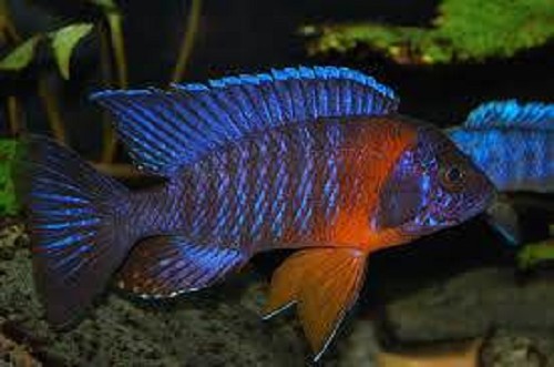 Aulonocara hansbaenschi red flash - Aulonocara "Red flush"	 5-6 cm
