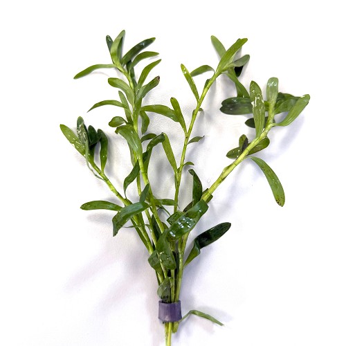 Heteranthera zosteraefolia - Seegrasblättriges Trugkölbchen