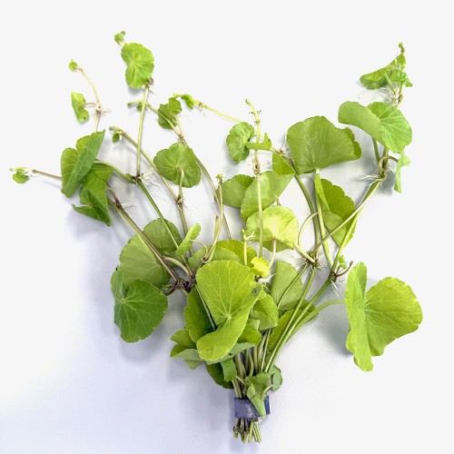 Hydrocotyle leucocephala - Brasiliansicher Wassernabel