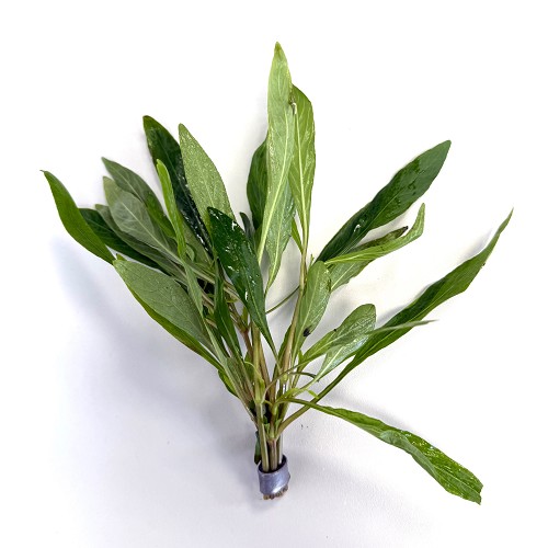 Hygrophila salicifolia - Weidenblättriger Wasserfreund